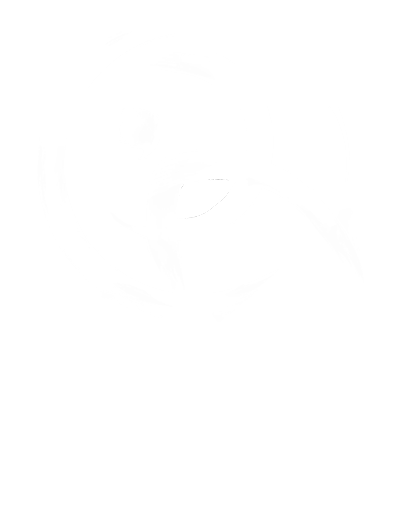 Parkour lernen mit Parkour Austria