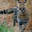 Serval